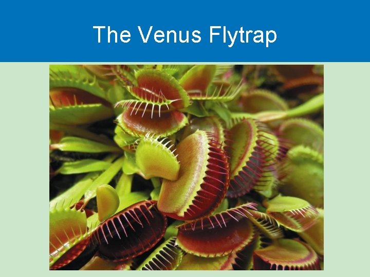 The Venus Flytrap 