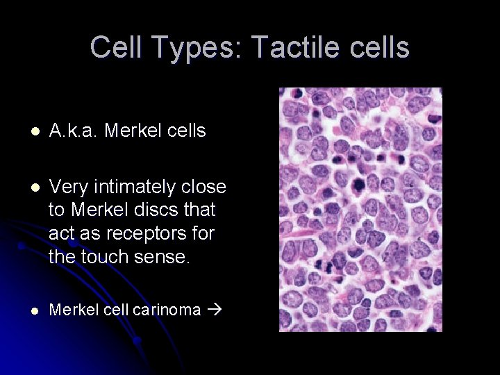 Cell Types: Tactile cells l A. k. a. Merkel cells l Very intimately close