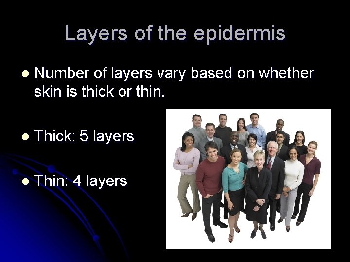 Layers of the epidermis l Number of layers vary based on whether skin is
