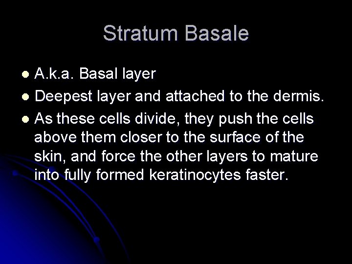 Stratum Basale A. k. a. Basal layer l Deepest layer and attached to the