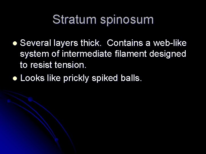 Stratum spinosum Several layers thick. Contains a web-like system of intermediate filament designed to