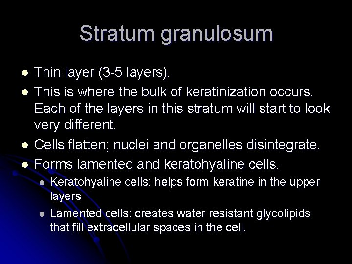 Stratum granulosum l l Thin layer (3 -5 layers). This is where the bulk