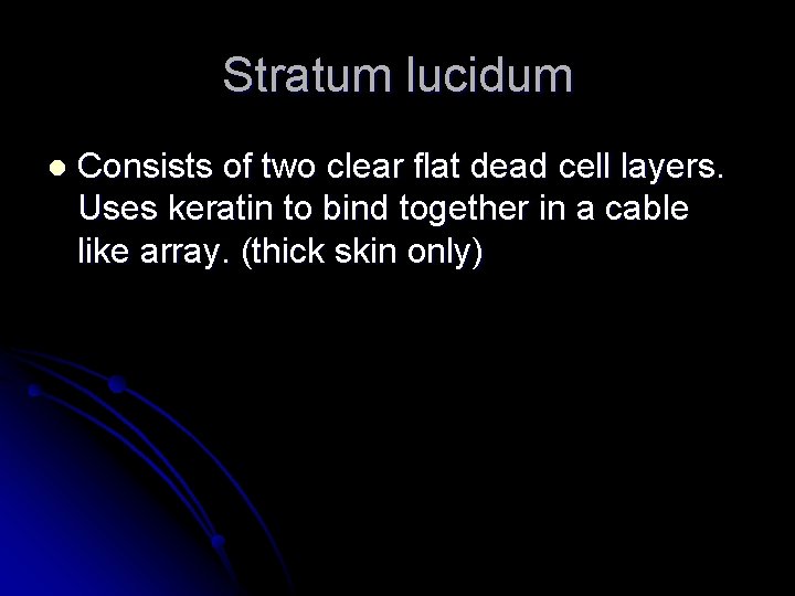 Stratum lucidum l Consists of two clear flat dead cell layers. Uses keratin to