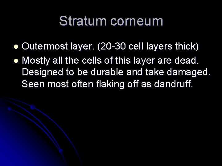 Stratum corneum Outermost layer. (20 -30 cell layers thick) l Mostly all the cells
