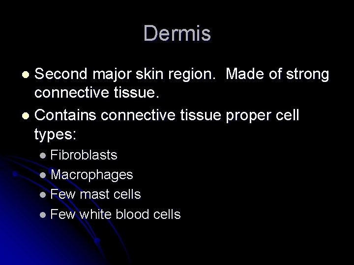 Dermis Second major skin region. Made of strong connective tissue. l Contains connective tissue