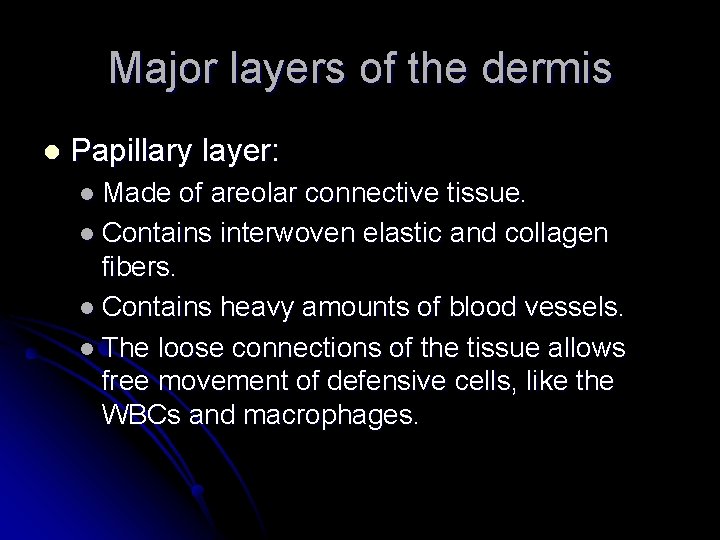 Major layers of the dermis l Papillary layer: l Made of areolar connective tissue.