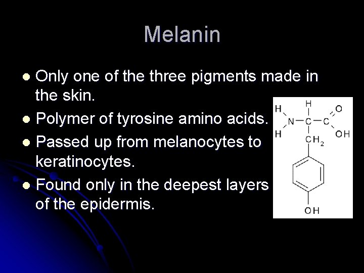Melanin Only one of the three pigments made in the skin. l Polymer of