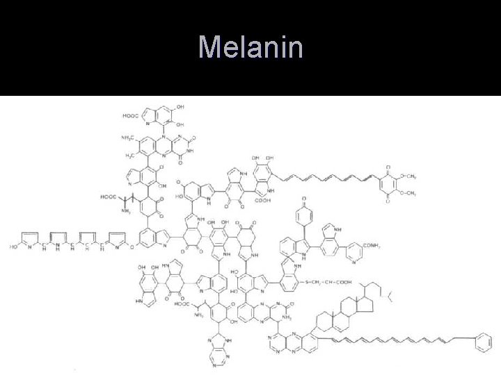 Melanin 