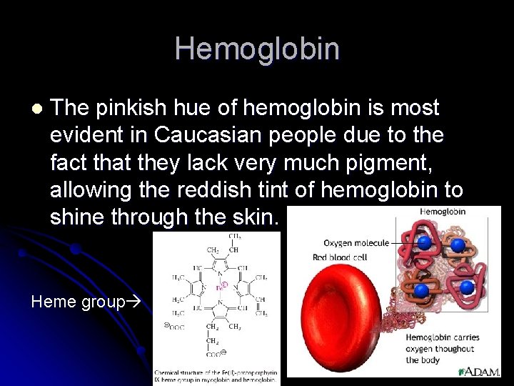 Hemoglobin l The pinkish hue of hemoglobin is most evident in Caucasian people due