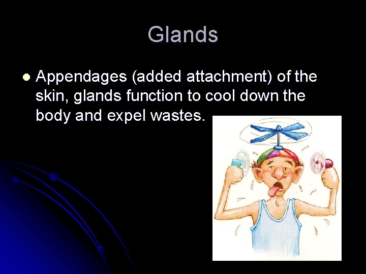 Glands l Appendages (added attachment) of the skin, glands function to cool down the