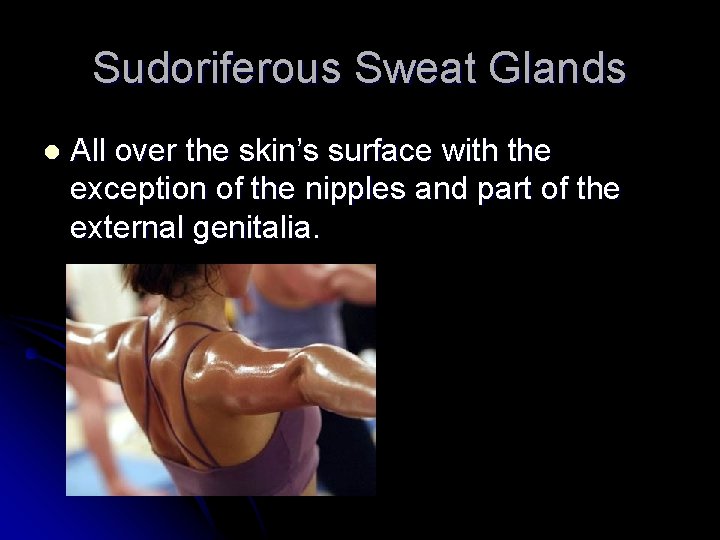 Sudoriferous Sweat Glands l All over the skin’s surface with the exception of the