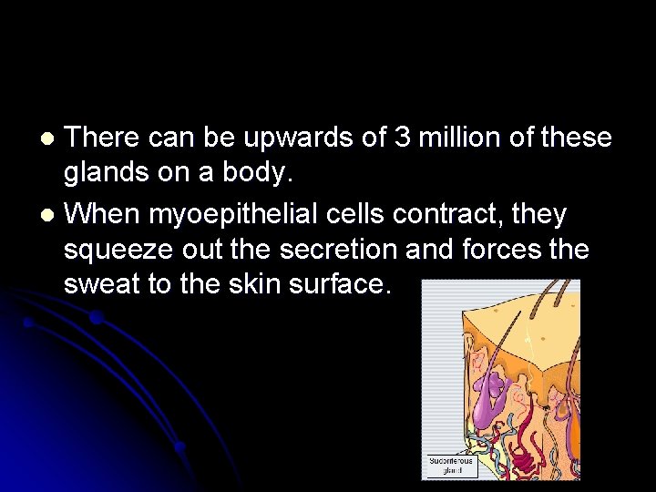 There can be upwards of 3 million of these glands on a body. l