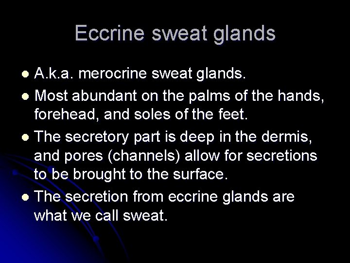 Eccrine sweat glands A. k. a. merocrine sweat glands. l Most abundant on the
