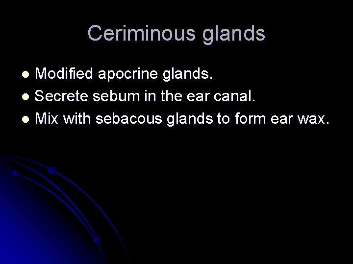 Ceriminous glands Modified apocrine glands. l Secrete sebum in the ear canal. l Mix