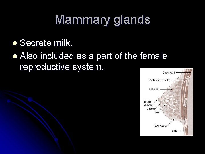 Mammary glands Secrete milk. l Also included as a part of the female reproductive