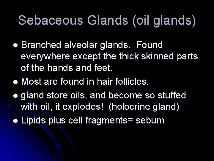 Sebaceous Glands (oil glands) Branched alveolar glands. Found everywhere except the thick skinned parts