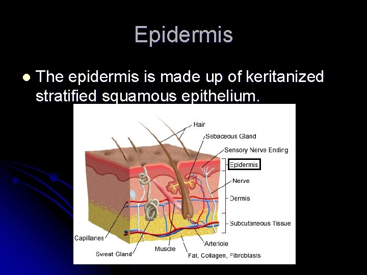 Epidermis l The epidermis is made up of keritanized stratified squamous epithelium. 