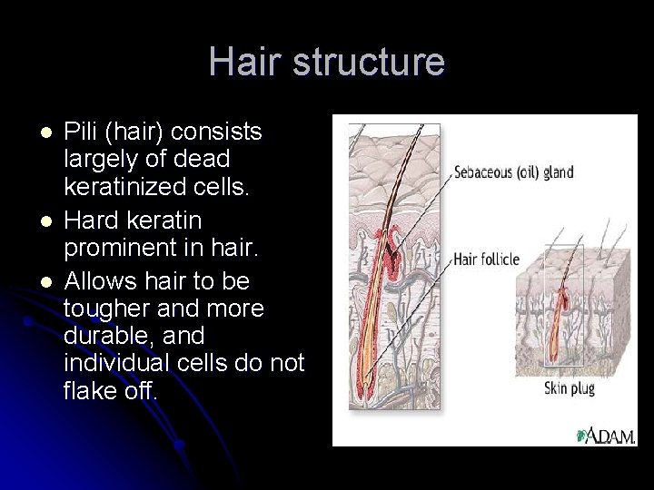 Hair structure l l l Pili (hair) consists largely of dead keratinized cells. Hard