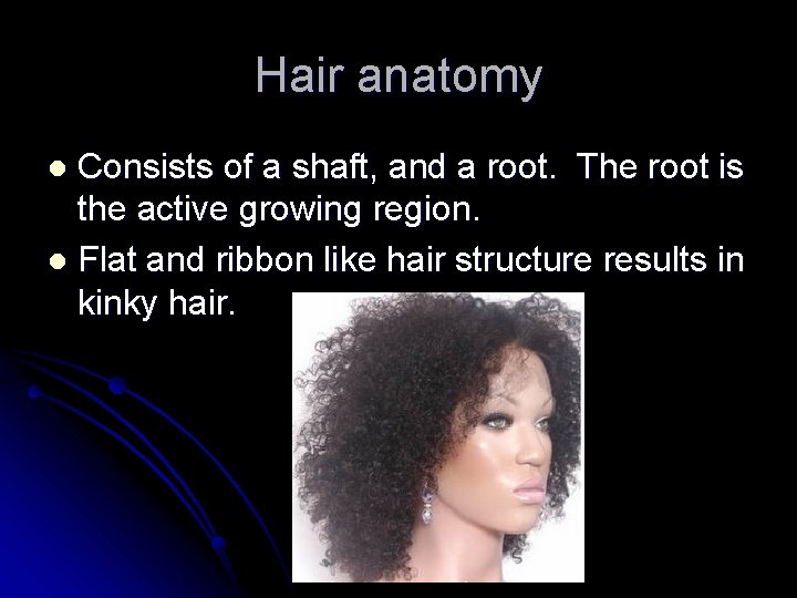 Hair anatomy Consists of a shaft, and a root. The root is the active