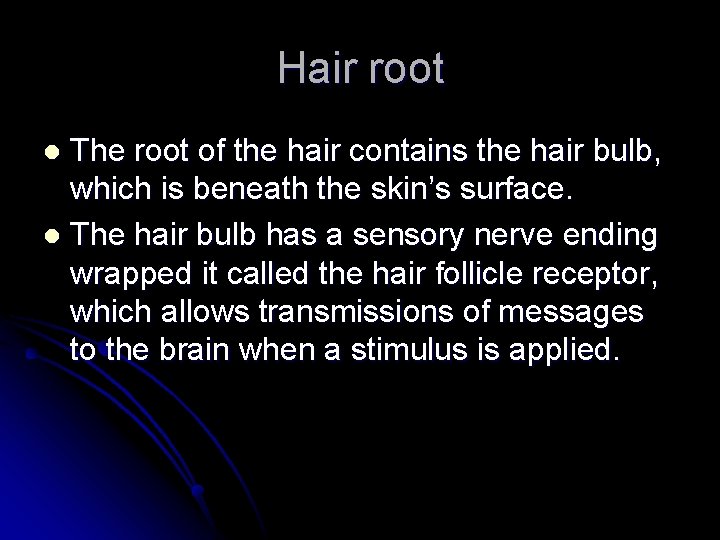 Hair root The root of the hair contains the hair bulb, which is beneath