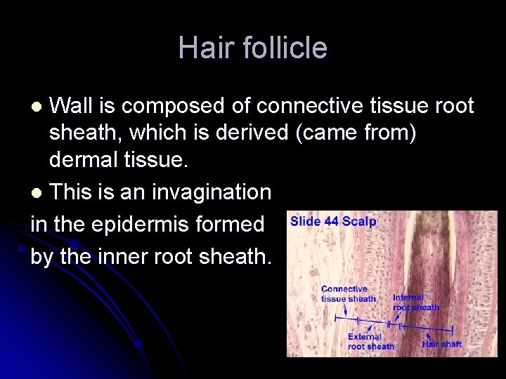 Hair follicle Wall is composed of connective tissue root sheath, which is derived (came