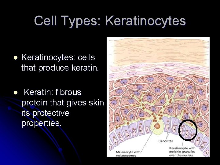 Cell Types: Keratinocytes l Keratinocytes: cells that produce keratin. l Keratin: fibrous protein that