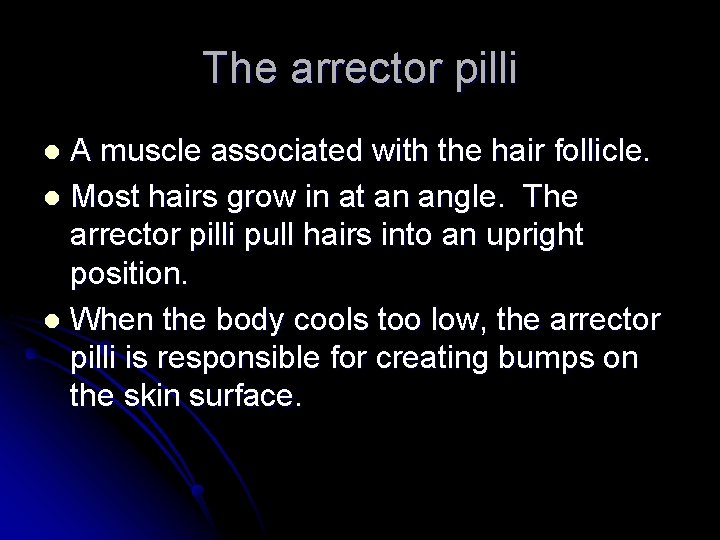 The arrector pilli A muscle associated with the hair follicle. l Most hairs grow