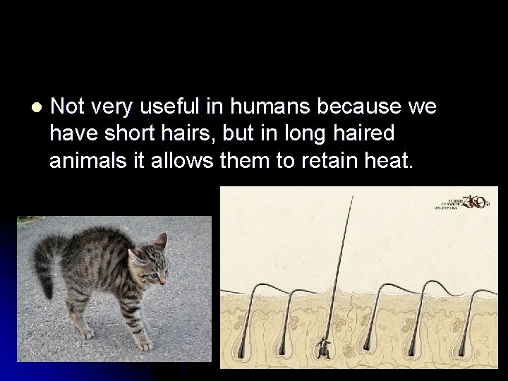 l Not very useful in humans because we have short hairs, but in long