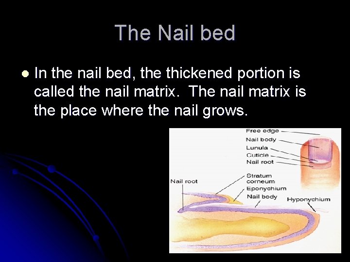 The Nail bed l In the nail bed, the thickened portion is called the