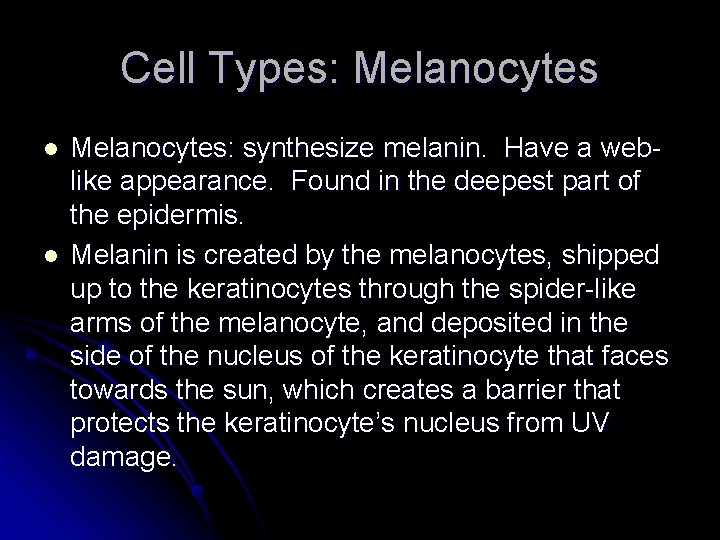 Cell Types: Melanocytes l l Melanocytes: synthesize melanin. Have a weblike appearance. Found in