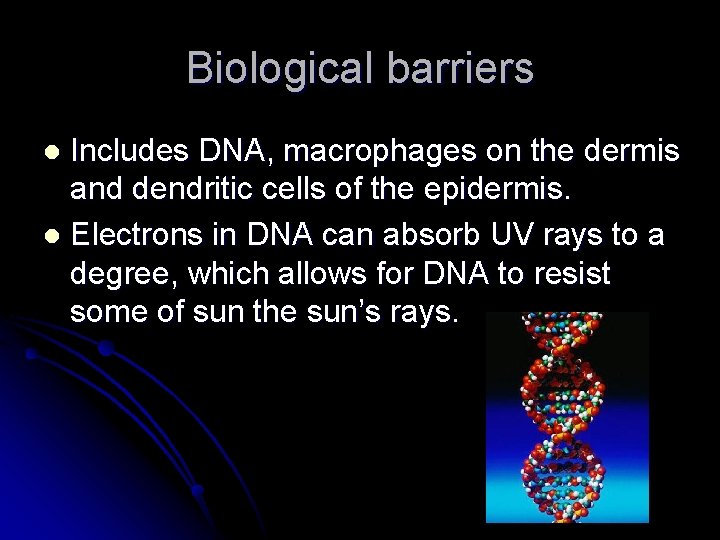 Biological barriers Includes DNA, macrophages on the dermis and dendritic cells of the epidermis.