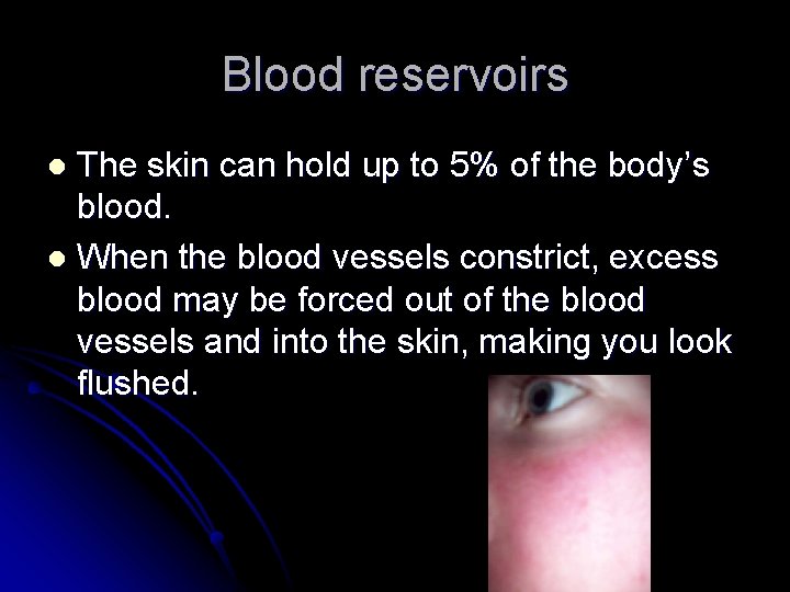 Blood reservoirs The skin can hold up to 5% of the body’s blood. l
