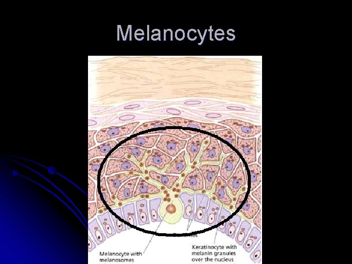 Melanocytes 