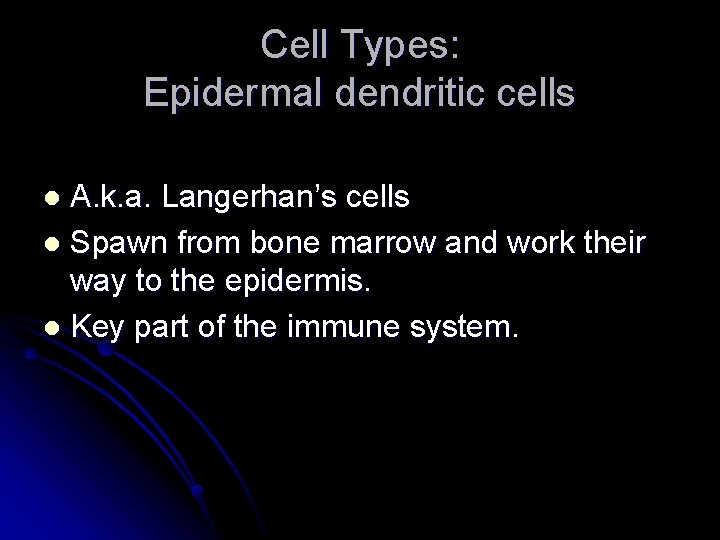Cell Types: Epidermal dendritic cells A. k. a. Langerhan’s cells l Spawn from bone