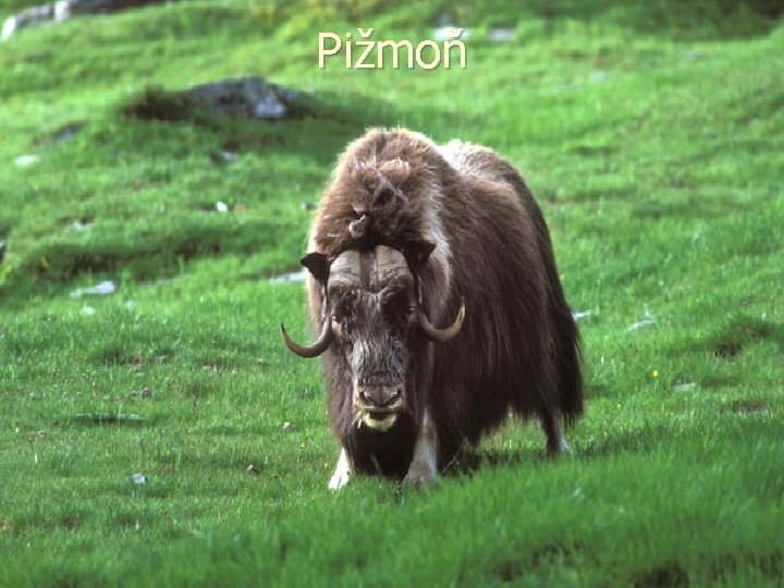 Pižmoň 