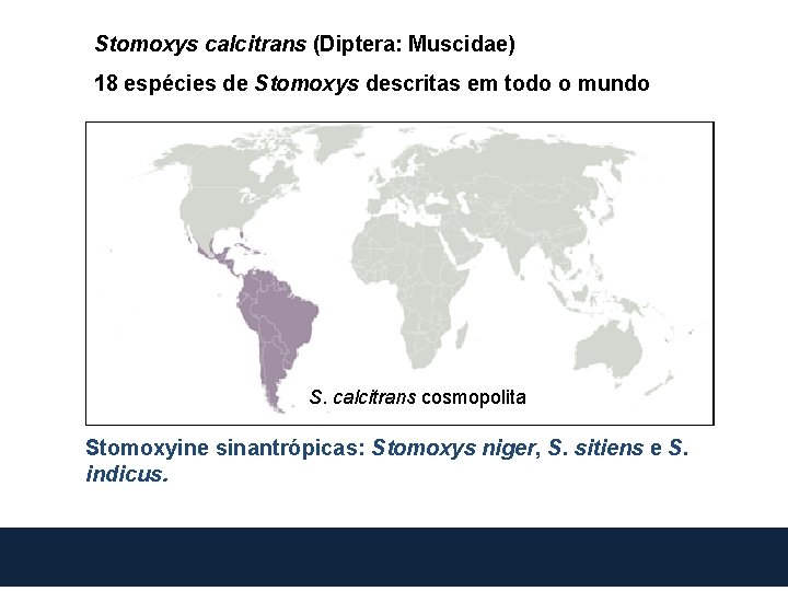 Stomoxys calcitrans (Diptera: Muscidae) 18 espécies de Stomoxys descritas em todo o mundo S.