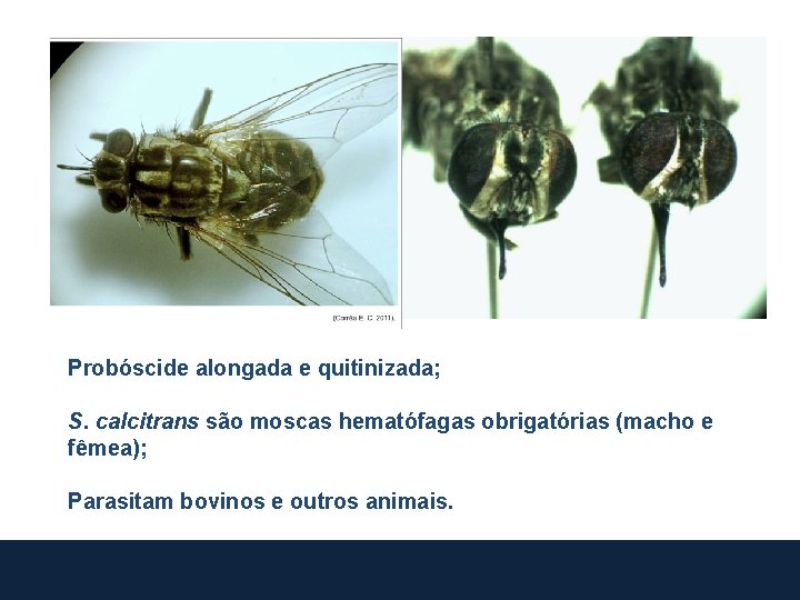 Probóscide alongada e quitinizada; S. calcitrans são moscas hematófagas obrigatórias (macho e fêmea); Parasitam