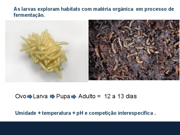 As larvas exploram habitats com matéria orgânica em processo de fermentação. Ovo Larva Pupa