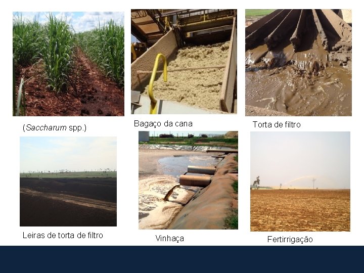(Saccharum spp. ) Leiras de torta de filtro Bagaço da cana Vinhaça Torta de