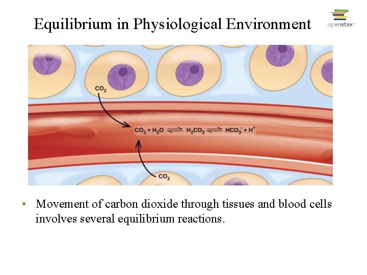 Equilibrium in Physiological Environment • Movement of carbon dioxide through tissues and blood cells