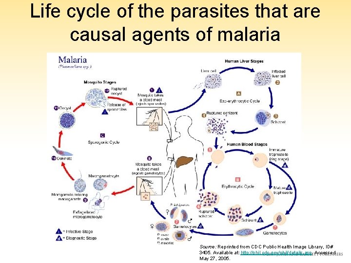 Life cycle of the parasites that are causal agents of malaria Source: Reprinted from