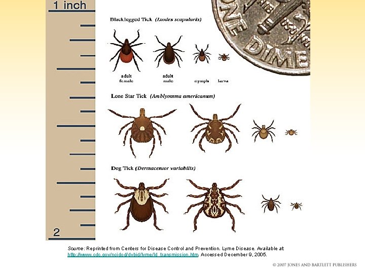 Source: Reprinted from Centers for Disease Control and Prevention. Lyme Disease. Available at: http: