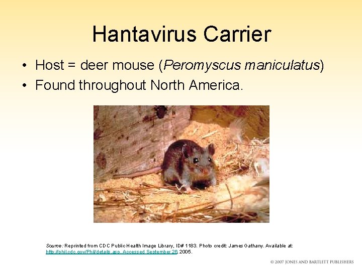 Hantavirus Carrier • Host = deer mouse (Peromyscus maniculatus) • Found throughout North America.