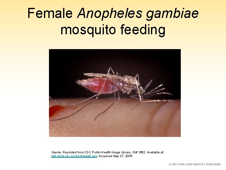 Female Anopheles gambiae mosquito feeding Source: Reprinted from CDC Public Health Image Library, ID#