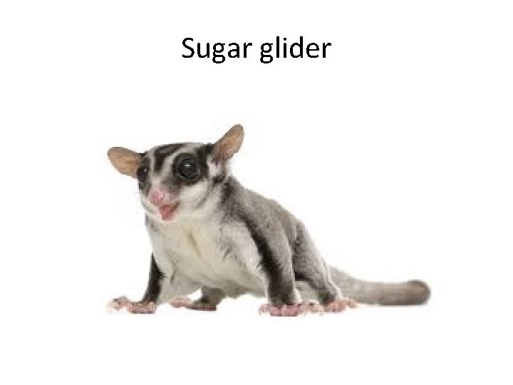 Sugar glider 