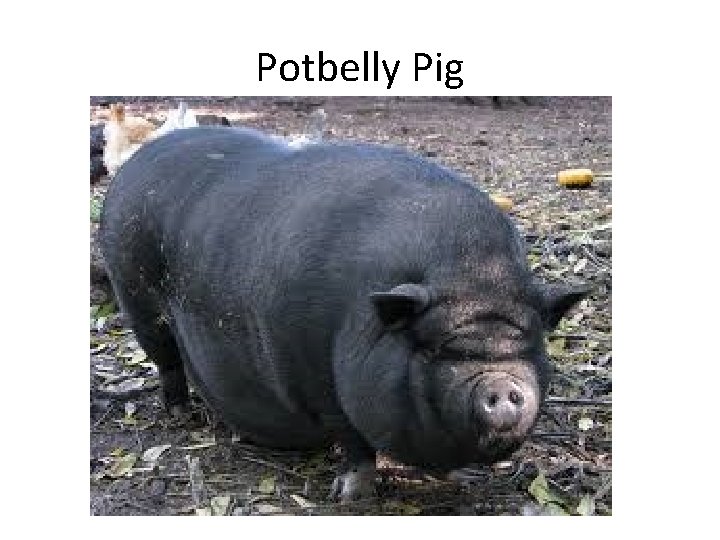 Potbelly Pig 