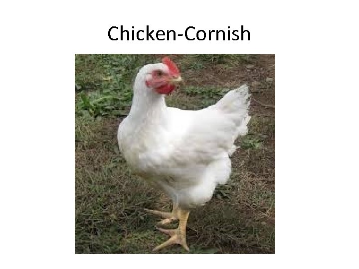 Chicken-Cornish 