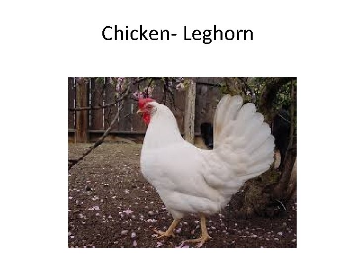 Chicken- Leghorn 