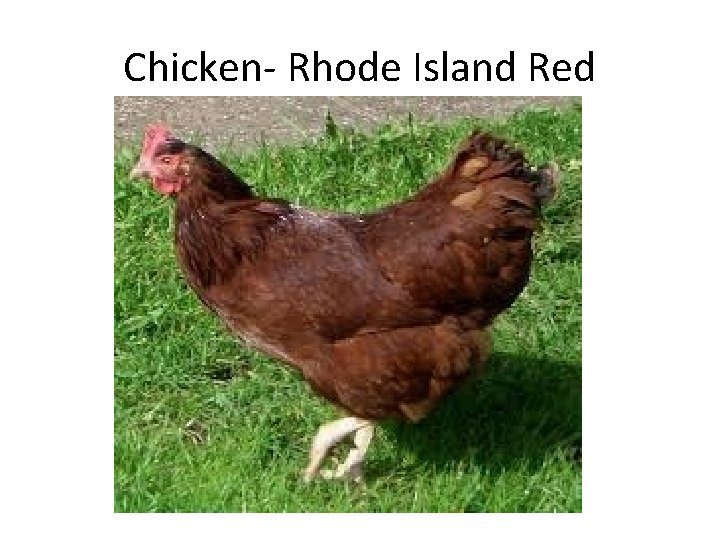 Chicken- Rhode Island Red 
