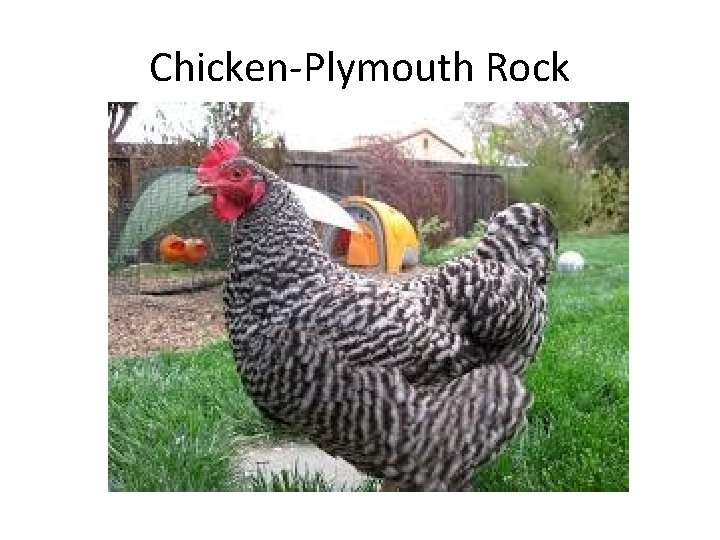 Chicken-Plymouth Rock 